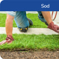 Why is sod better than seed?